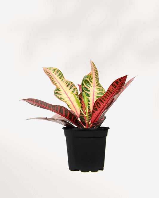 Croton Petra 3.5" Pot - Small | Buy Online