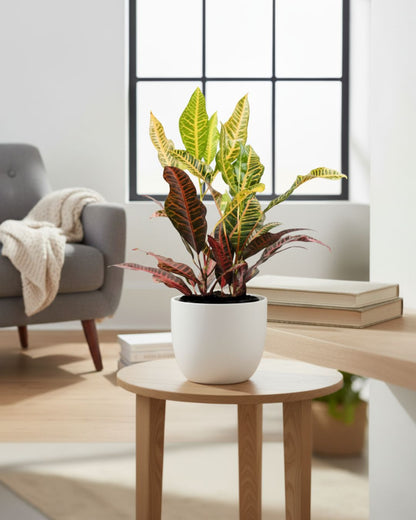 Croton Petra 3.5" Pot - Small | Buy Online