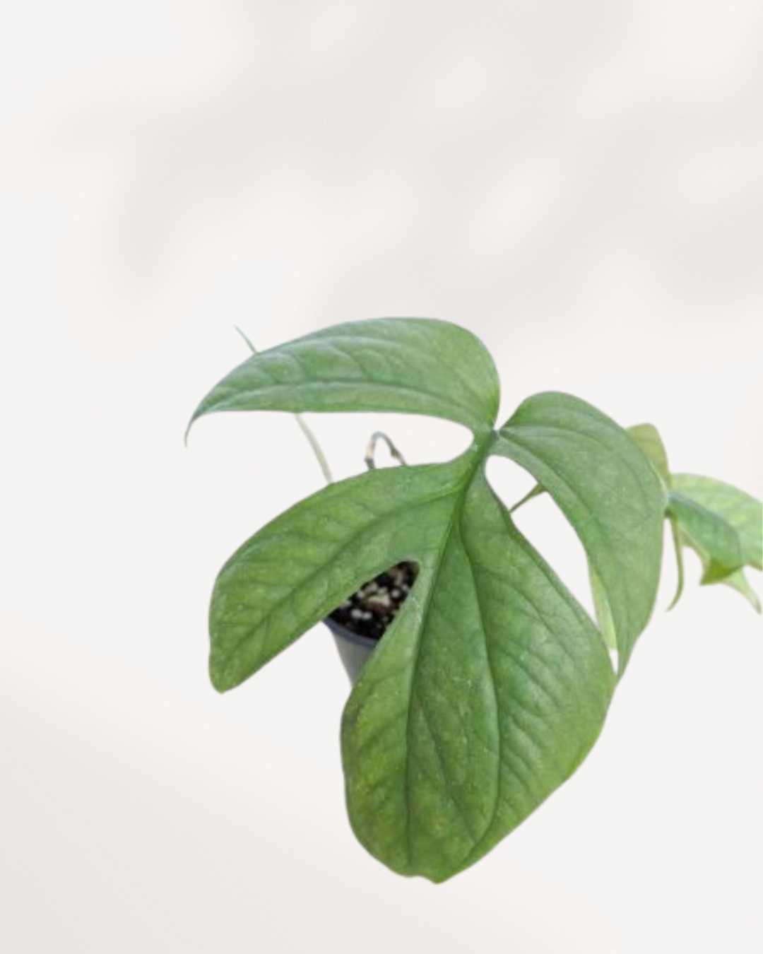 philodendron amydrium Philodendron Amydrium Spider Man | Buy Online – Exotic Indoor Plant | Mygreenscape