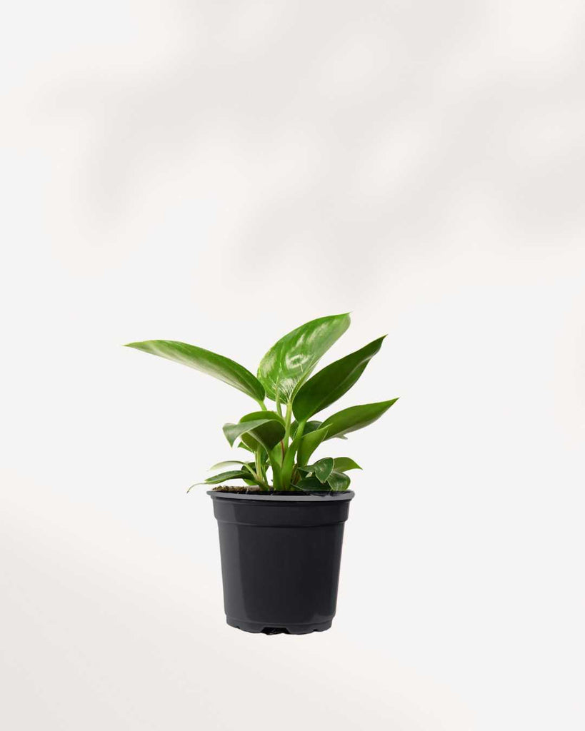 Philodendron Birkin 3.5" Pot - Small