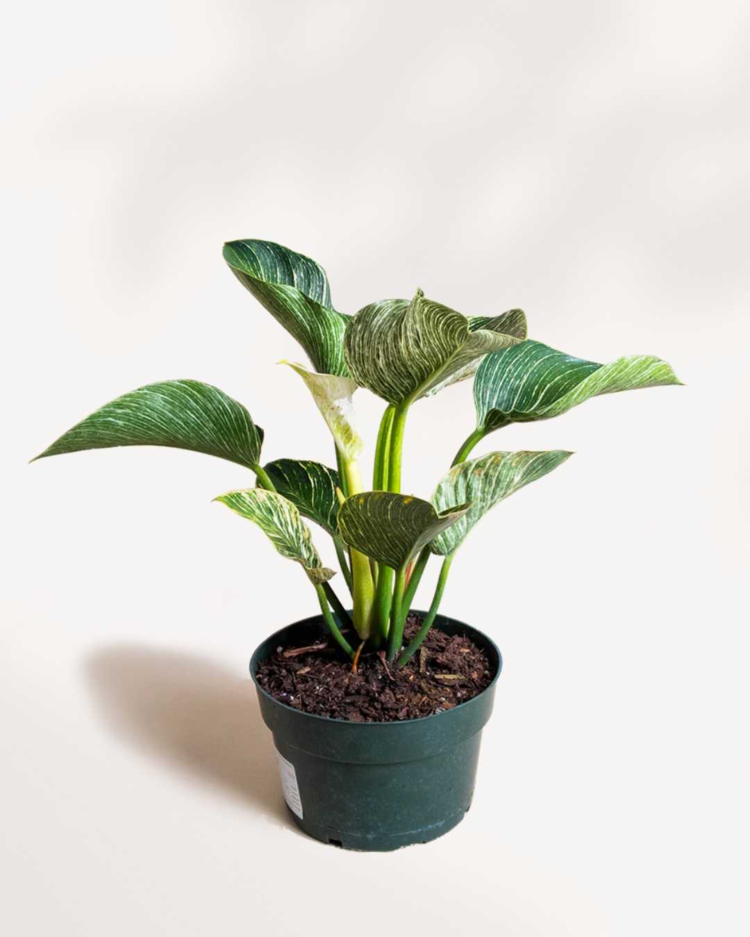philodendron birkin canada Philodendron Birkin - Exotic Variegated Plant | Buy Online | Mygreenscape