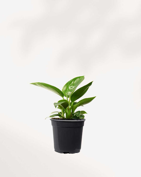 philodendron birkin small Philodendron Birkin - Exotic Variegated Plant | Buy Online | Mygreenscape