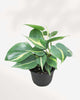 Philodendron Brasil 4" Pot - Small