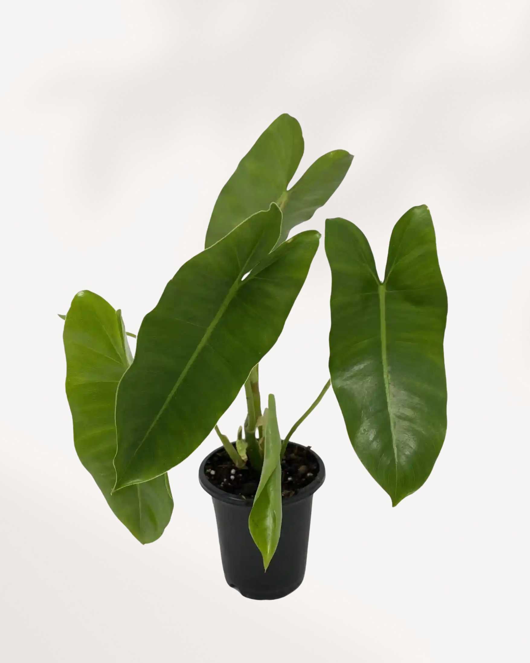 Philodendron Burle Marx | Buy Online