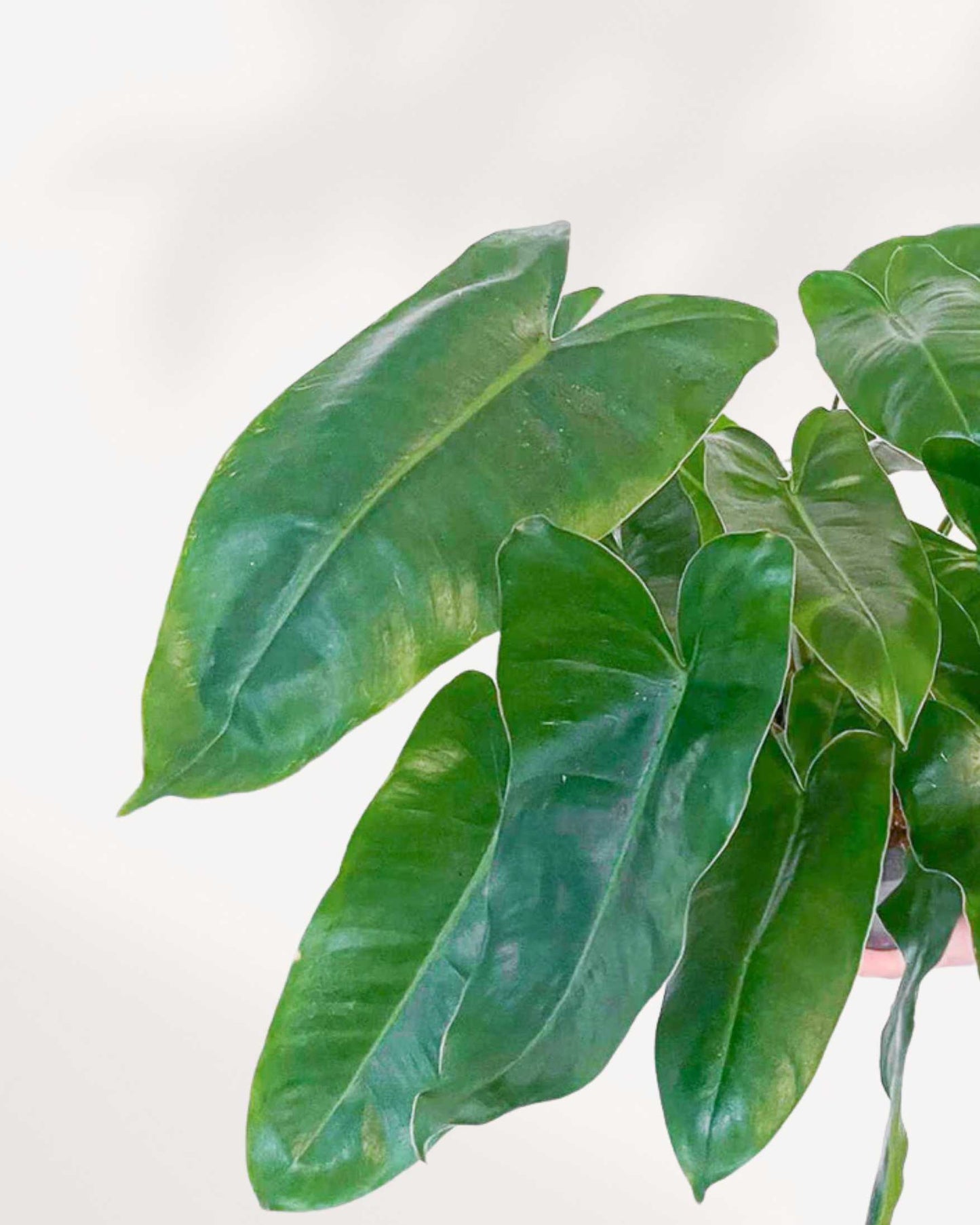 Philodendron Burle Marx | Buy Online