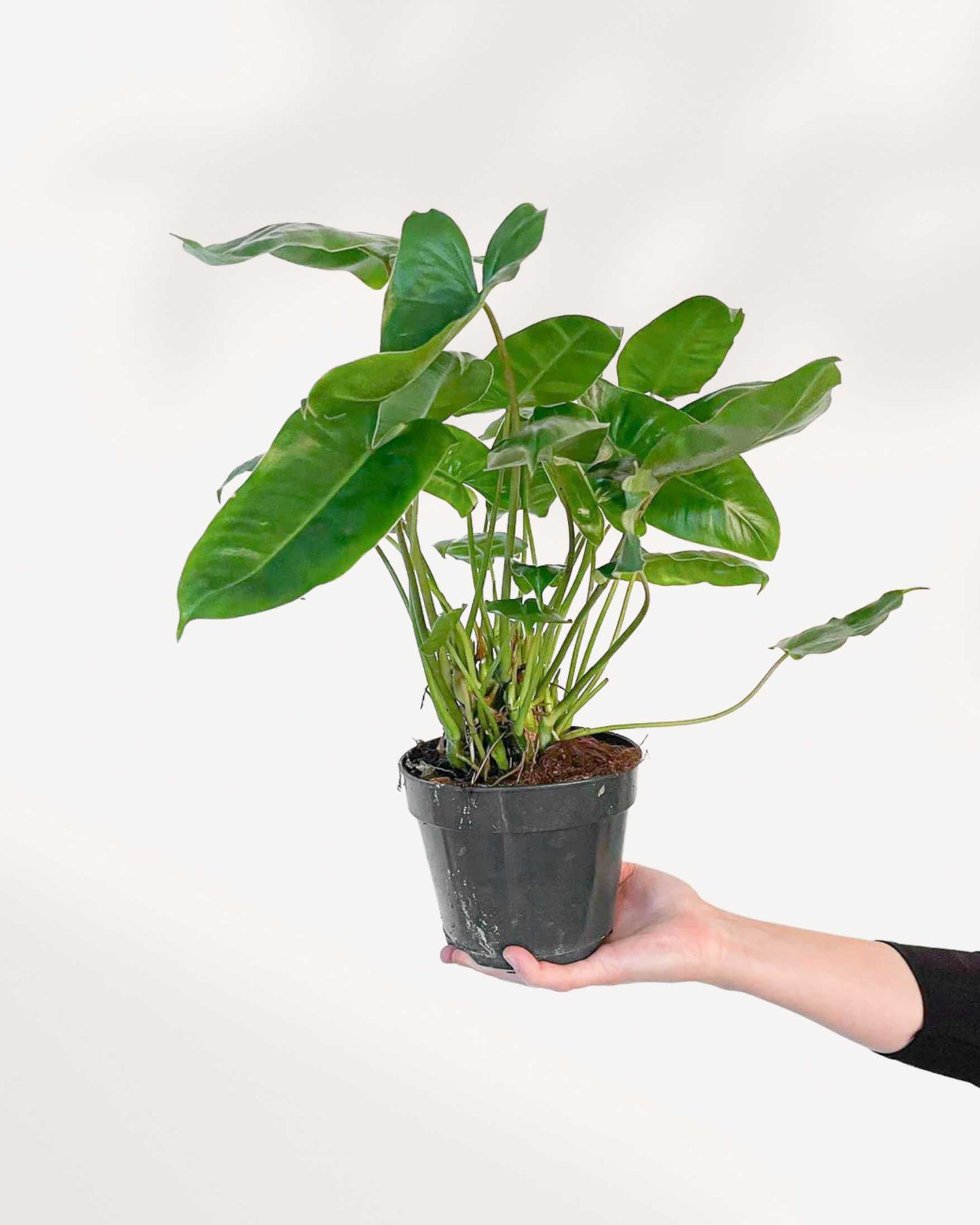 Philodendron Burle Marx | Buy Online