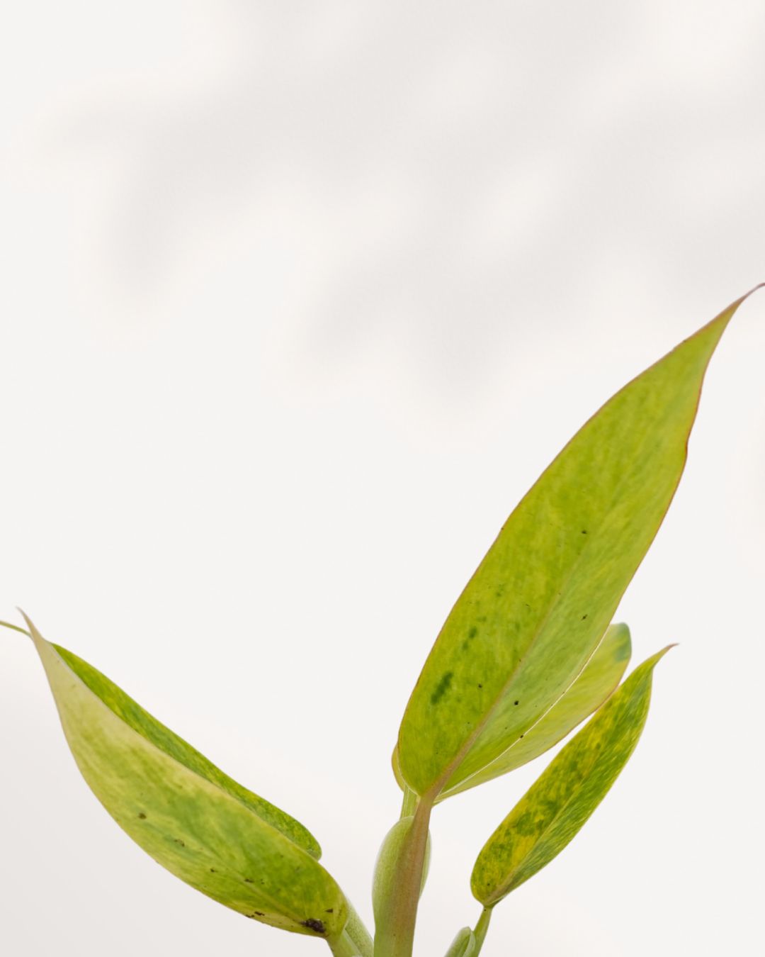 Close up of Philodendron Calkins Gold showing glossy gold foliage and healthy veins, rare collector houseplant Richmond Hill Toronto GTA