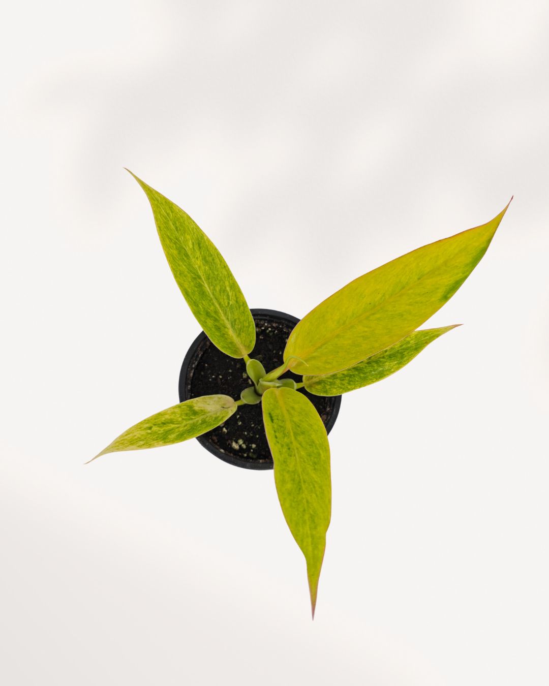 Top view of Philodendron Calkins Gold, full rosette of golden tropical leaves, mature indoor plant delivered across GTA