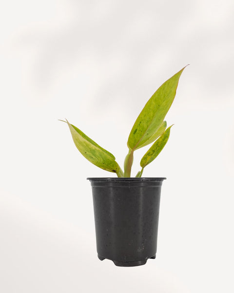 philodendron calkins gold for sale Philodendron Calkins Gold for Sale in Richmond Hill GTA, Available Online and In Store | Mygreenscape