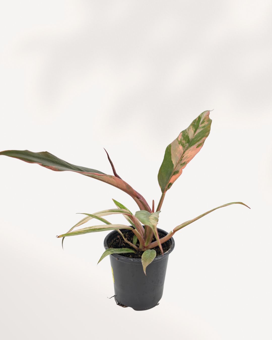 Philodendron Caramel Marble