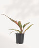 Philodendron Caramel Marble