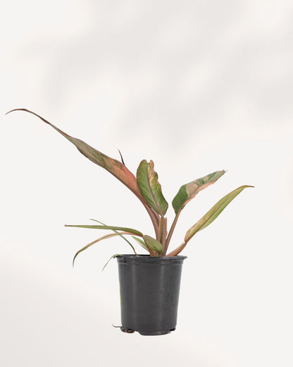 Philodendron Caramel Marble