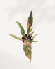 Philodendron Caramel Marble