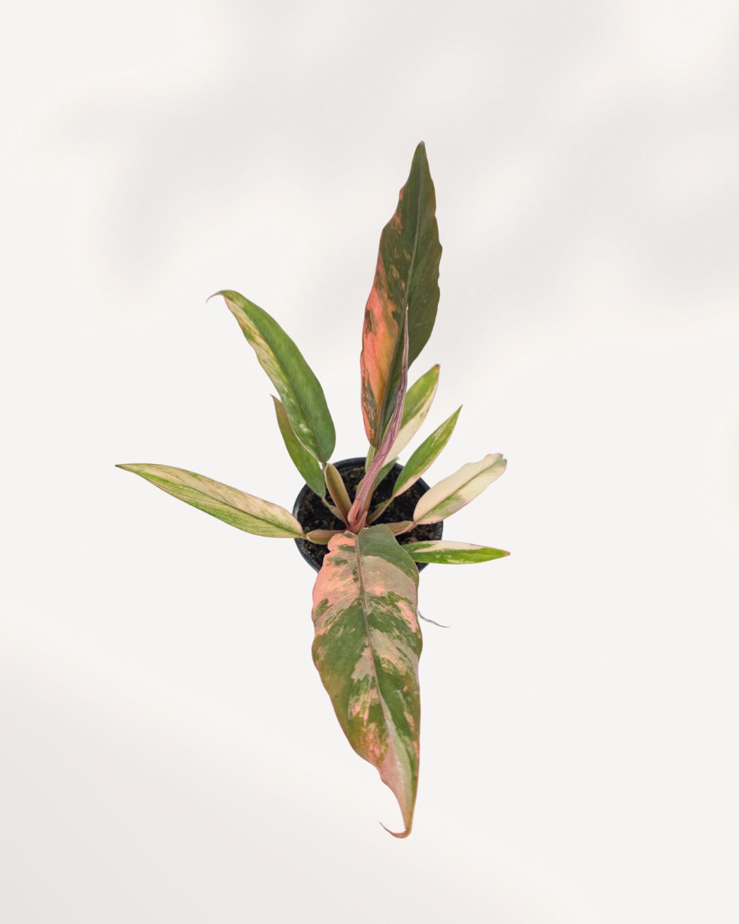 Philodendron Caramel Marble