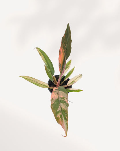 Philodendron Caramel Marble