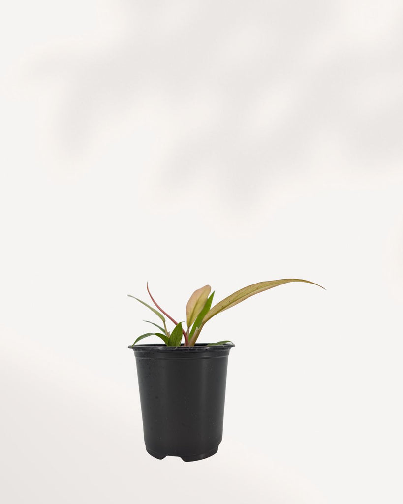 philodendron caramel pluto Philodendron Caramel Pluto Indoor Plant for Sale Richmond Hill GTA, Online and In Store | Mygreenscape