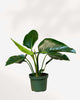 Philodendron Congo Green