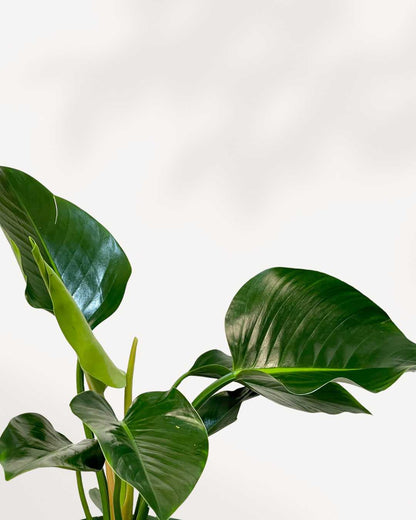 culture du philodendron congo feuilles Philodendron Congo Green | Plante d'intérieur luxuriante et facile d'entretien | Mygreenscape