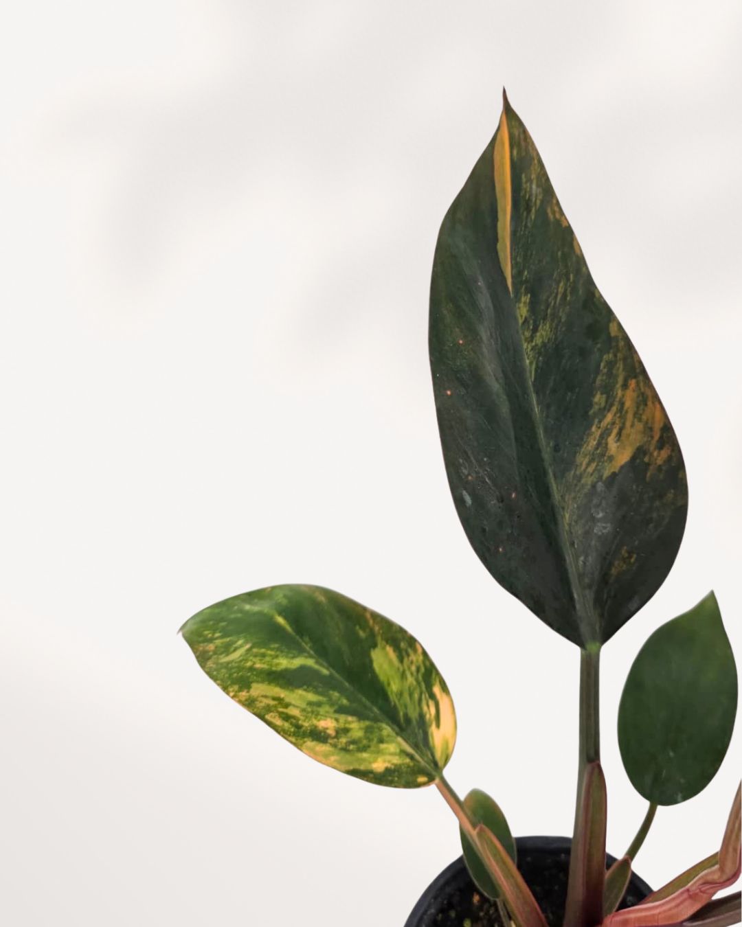 Extreme close-up on a single leaf of the Philodendron Congo Variegated, highlighting the high-contrast, splotchy variegation where vibrant creamy yellow meets the deep green, and the leathery texture of the foliage.