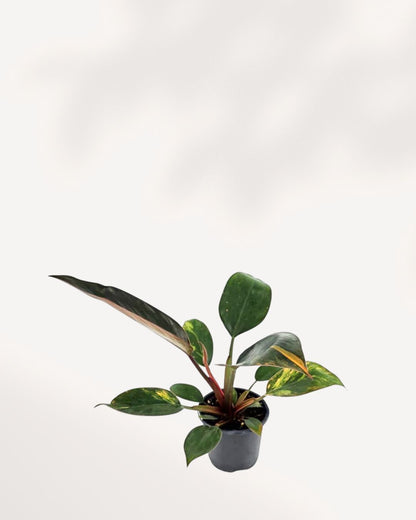Overhead (top-down) view of the Philodendron Congo Variegated, showing the dense, architectural rosette of large leaves spreading out from the central stem.