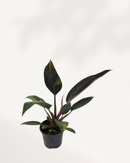 Overhead (top-down) view of the Philodendron Congo Variegated, showing the dense, architectural rosette of large leaves spreading out from the central stem.
