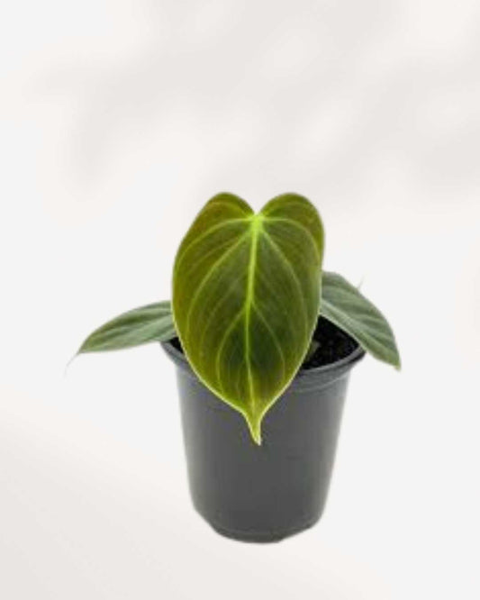 Philodendron El Choco Red | Buy Online