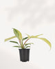 Philodendron Florida Beauty Variegated