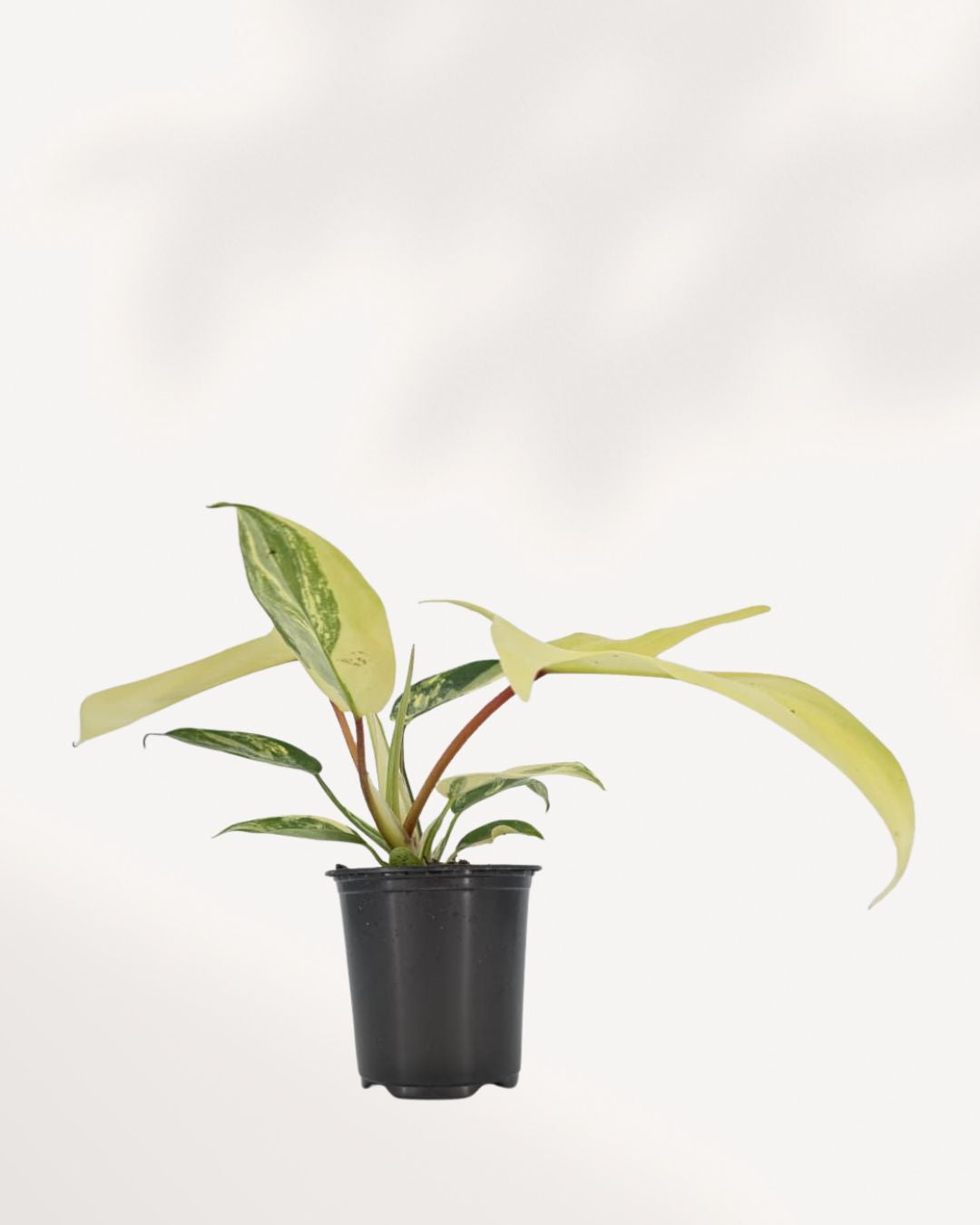 Philodendron Florida Beauty Variegated
