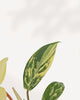Philodendron Florida Beauty Variegated