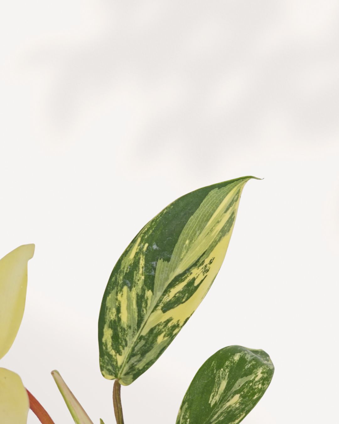 Philodendron Florida Beauty Variegated