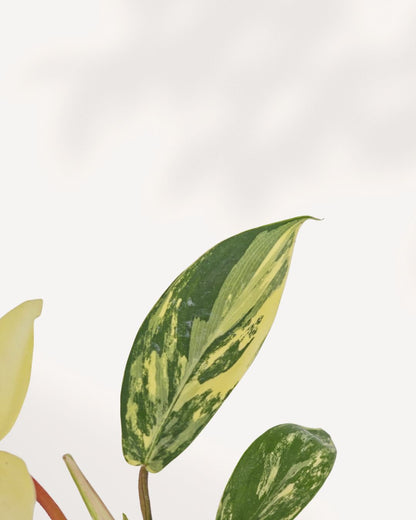 Philodendron Florida Beauty Variegated