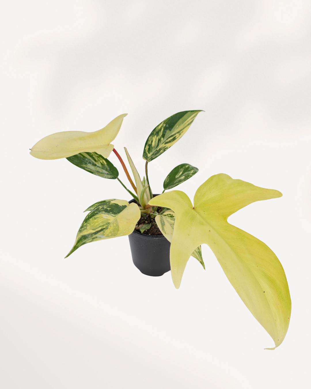 Philodendron Florida Beauty Variegated