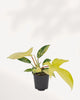 Philodendron Florida Beauty Variegated