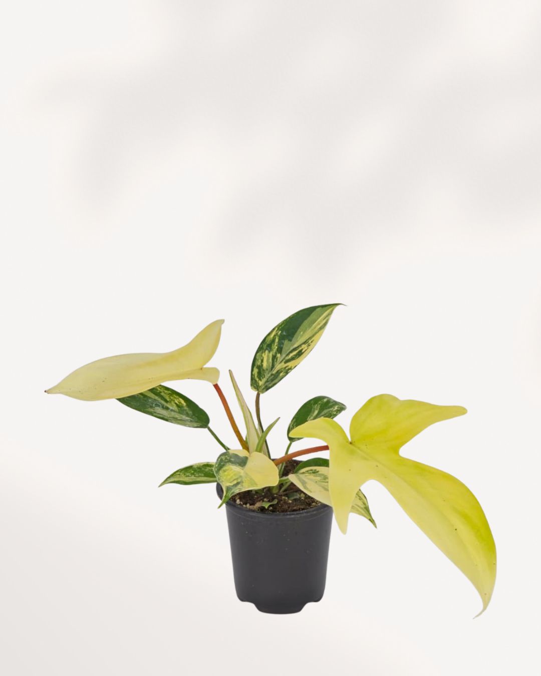 Philodendron Florida Beauty Variegated