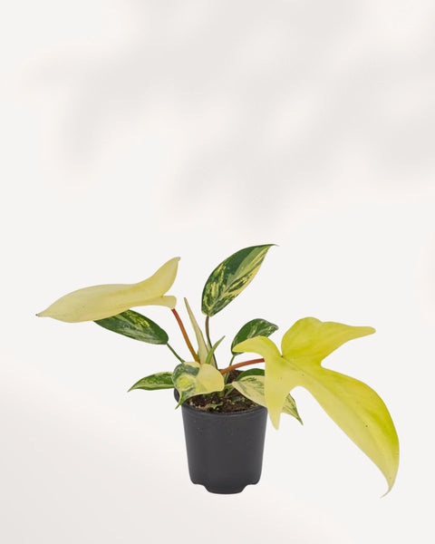 florida philodendron ground varigated Philodendron Florida Beauty Variegated | Buy Online & In-Store GTA |  Mygreenscape