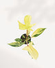 Philodendron Florida Beauty Variegated
