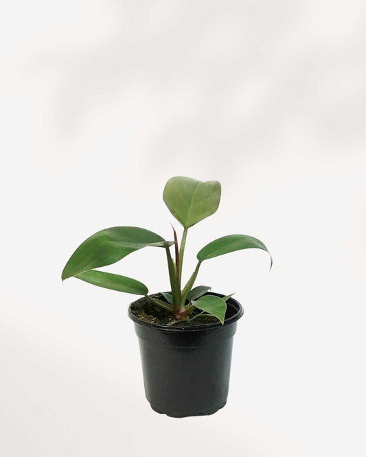 Philodendron Florida Bronze | Buy Online