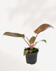 Philodendron Florida Bronze