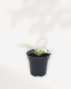 Philodendron Florida Ghost 4" Pot - Small