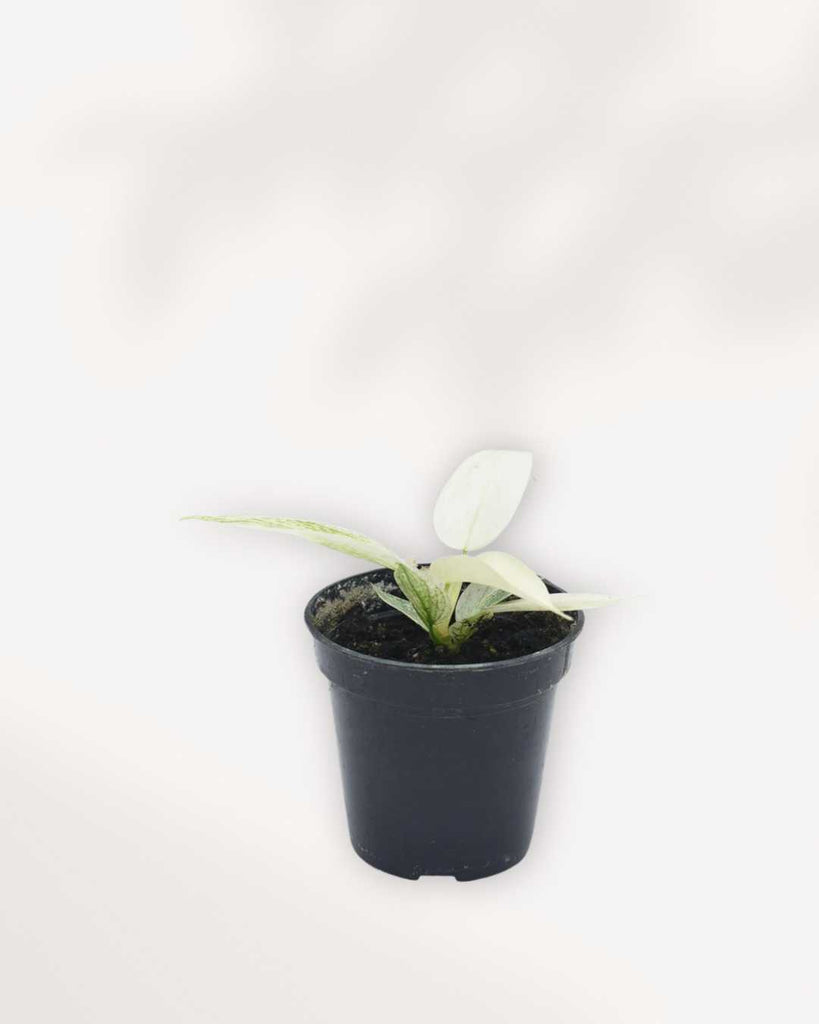 philodendron florida white ghost Philodendron Florida Ghost | Indoor Unique Aesthetic Appeal | Mygreenscape