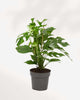 Philodendron Ginny 6" Pot - Medium