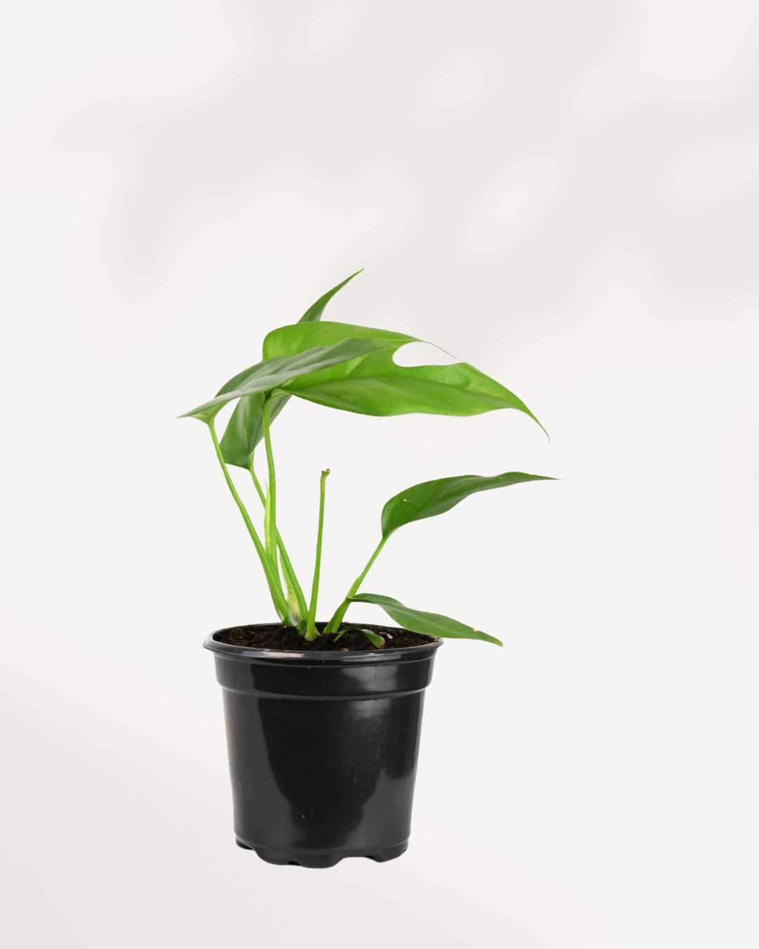 Philodendron Ginny  | Buy Online