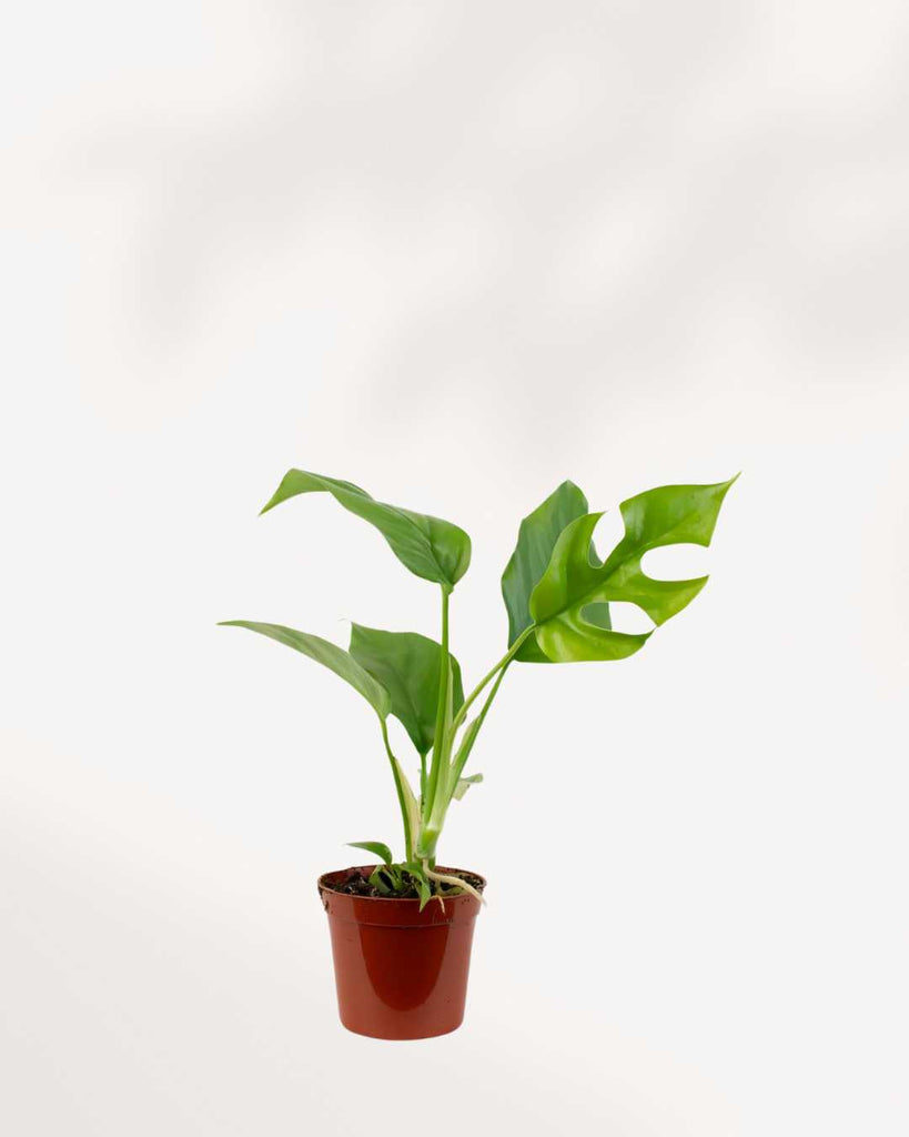 Philodendron Ginny 2.5" Pot - XSmall