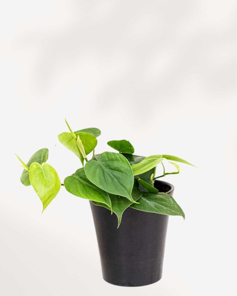 Philodendron Green 4" Pot - Small