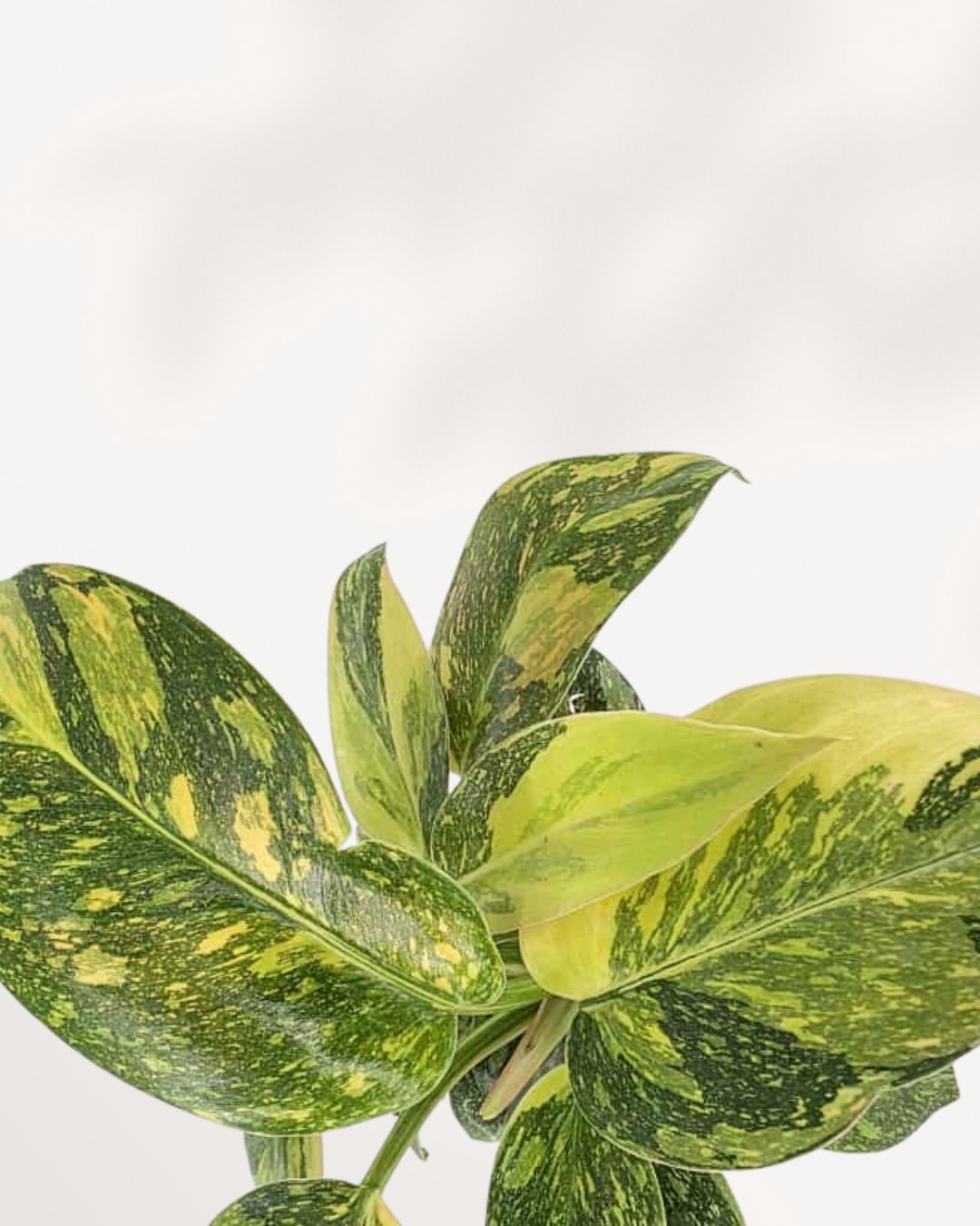Close-up on the large, thick leaf of a Green Congo Philodendron, highlighting the smooth, glossy surface and vibrant deep green coloration.
