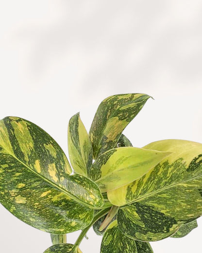 Close-up on the large, thick leaf of a Green Congo Philodendron, highlighting the smooth, glossy surface and vibrant deep green coloration.