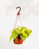 Philodendron Hederaceum Lemon Lime 5" Hanging Basket