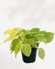 Philodendron Hederaceum Lemon Lime 6" Pot - Medium