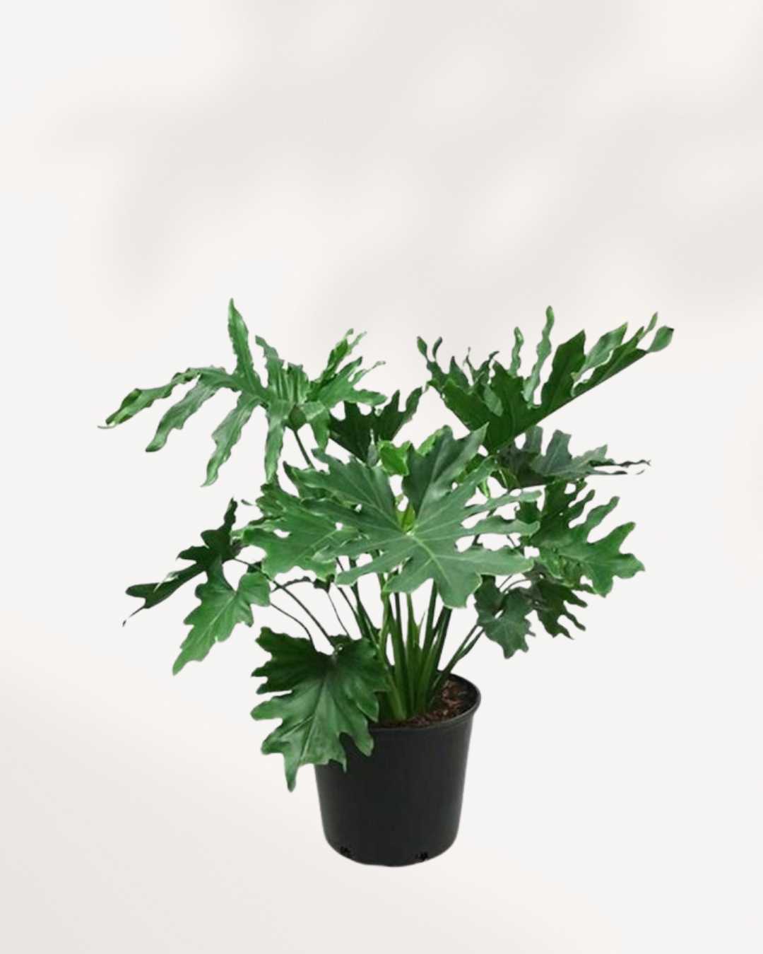 Philodendron Hope Selloum | Buy Online