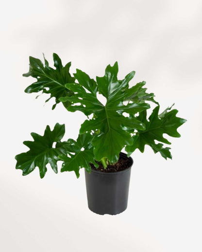 Philodendron Hope Selloum | Buy Online